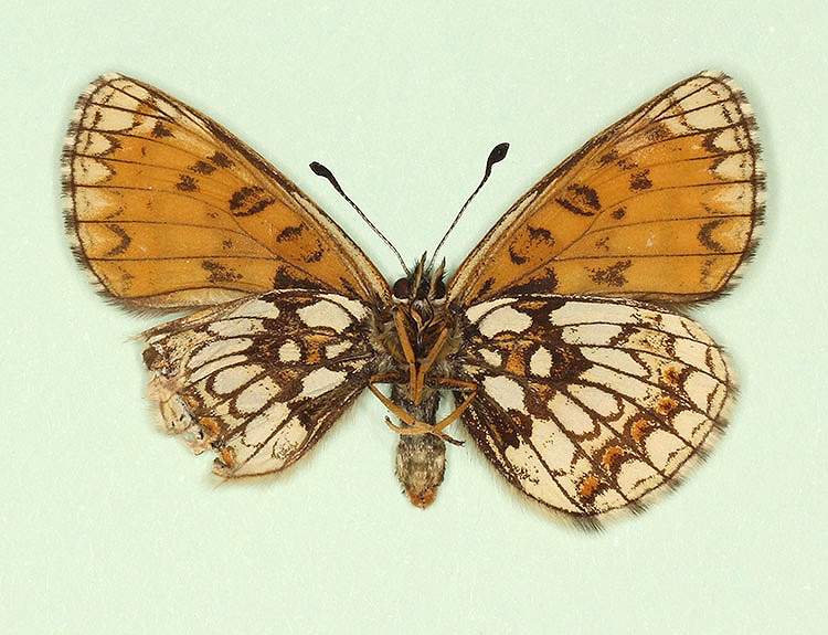 Melitaea athalia female (aberrant form subtusnigrescens, verso) (Internet Image property of respective owner, non-commercial use only)
